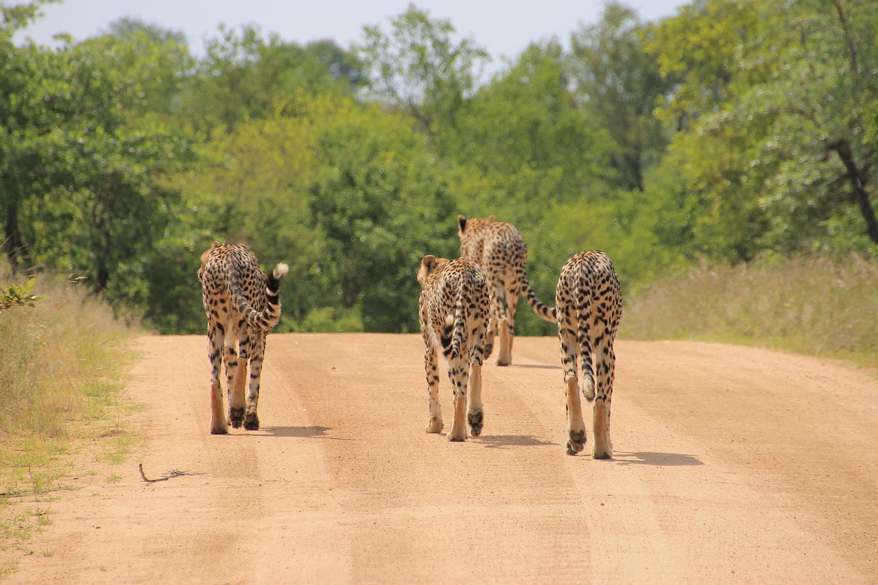 Kruger National Park Safari